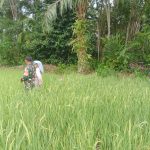 Babinsa Desa Pasaribu Tobing Jae Laksanakan Komsos Dengan Petani Sawah