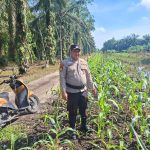 Polsek Kempas Lakukan Pengecekan Lahan Tanaman Jagung di Desa Bayas Jaya Kec. Kempas.